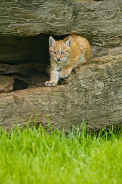 Eurasische Luchs oder Nordluchs (Lynx lynx)