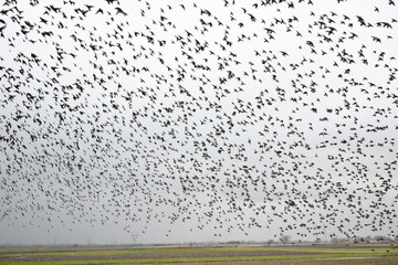 Herd of migratory starlings. They took a break when the rain broke