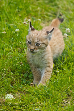 Eurasische Luchs oder Nordluchs (Lynx lynx)
