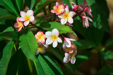 Yellow white and pink flowers on a green background, Frangipani, Plumeria.