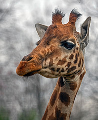 Giraffe`s head. The tallest living terrestrial animal and the largest ruminant. Latin name - Giraffa camelopardalis
