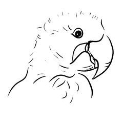 parrot line draw illustration
