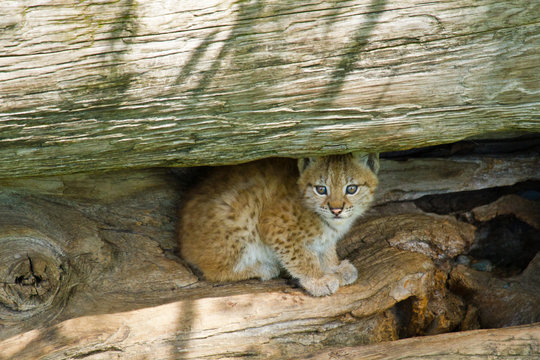 Eurasische Luchs oder Nordluchs (Lynx lynx)