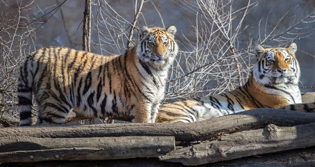 two ussurian tigers, old and young