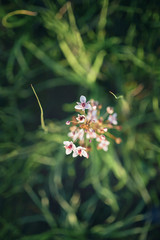 Beautiful little white flowers on top of the lawn