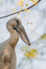 Openbill stork is looking something to eat in the afternoon , Thailand