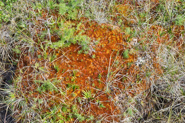 Plants in the swamp.