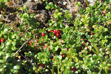 Cranberries.