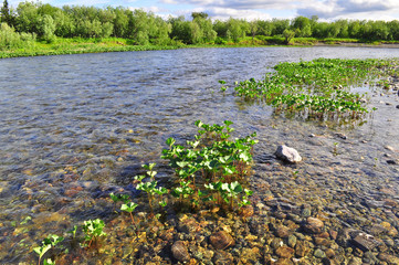  coast North of the river in  summer.
