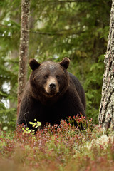 Obraz na płótnie Canvas Brown bear portrait in forest
