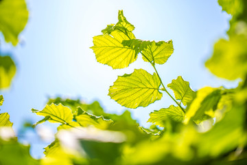 Green leaves against the sky