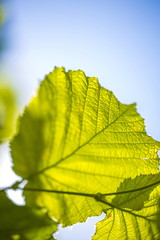 Green leaves against the sky