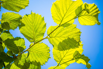Green leaves against the sky