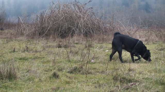 A medium slow motion shot of a black dog sniffing the ground moving from left to right at a dog park on a foggy winter day near Portland, Oregon.