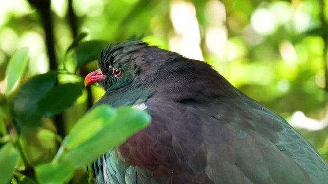 New zealand wood pigeon in a tree