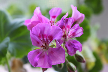 Fototapeta premium pink flower in the garden