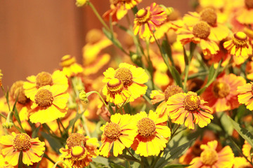 yellow flowers