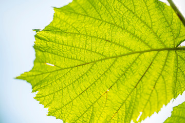 Green leaves against the sky