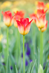 Beautiful bright orange tulips in spring