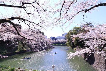 tokyo cherry blossom tree