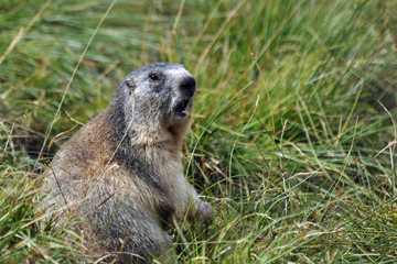 Marmotte