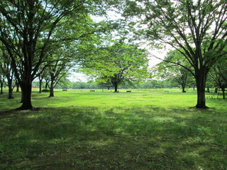 Fototapeta na wymiar 新緑の公園