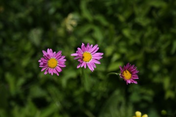 Fototapeta premium endemic flower types.artvin 