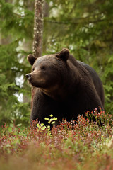 brown bear portrait in forest