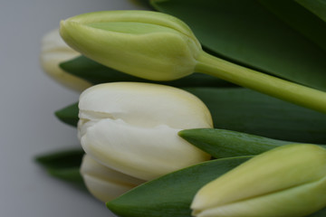 white tulips, bouquet, flowers, holiday, congratulation, blurred image