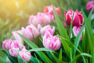 Beautiful pink tulips in spring