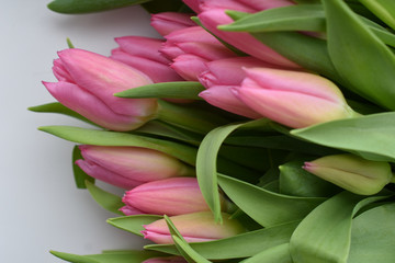 Fototapeta premium pink tulips bouquet, holiday, congratulation