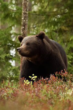brown bear portrait in forest © Erik Mandre
