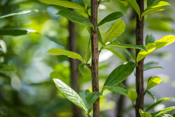 Fototapeta premium Green leaves against the sky