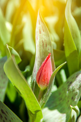 Beautiful red tulip bud in spring
