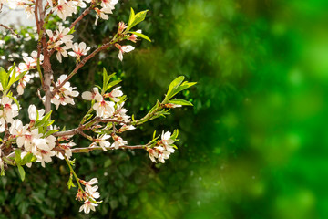 Blooming flowers and buds on the branches of a young almond tree against a blurred green background with a place for text, selective focus