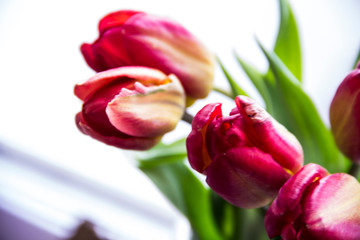 Tulips pink colour on a light background