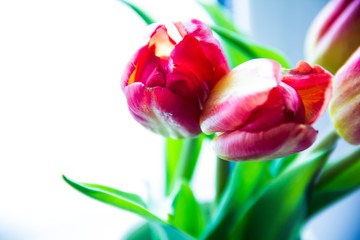 Tulips pink colour on a light background