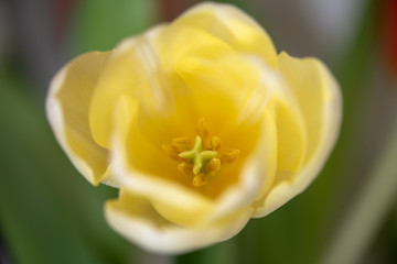 tulip on yellow background