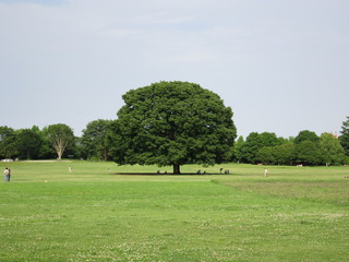 大きな木