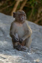 Naklejka premium Monkey in Tropical beach on Koh Phi Phi island, Thailand