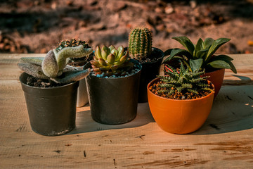 cactus in pot