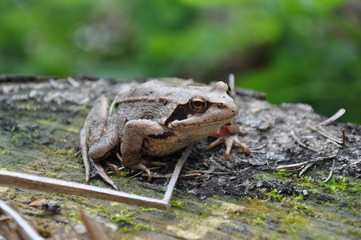 Frosch