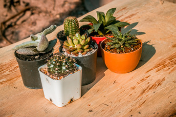 cactus in pot