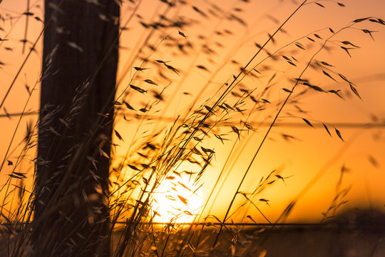 Tall grass blowing in a light summer breeze against a fence on a farm, looking into the sun at sunset. Rural Victoria.