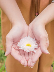 holding a beautiful white Chrysanthemum flower in both hands with garden view background