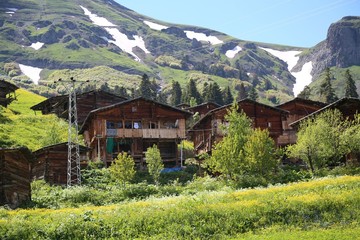 endemic flower types.artvin 