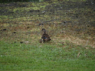 momma and her babies 