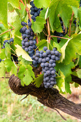 French red and rose wine grapes plant, first new harvest of wine grape in France, Costieres de...