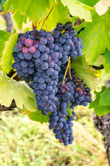 French red and rose wine grapes plant, first new harvest of wine grape in France, Costieres de Nimes AOP domain or chateau vineyard close up