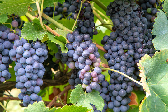 French red and rose wine grapes plant, first new harvest of wine grape in France, Costieres de Nimes AOP domain or chateau vineyard close up
